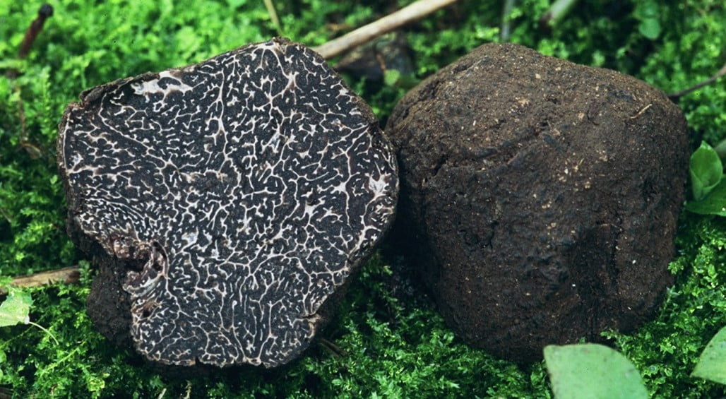 truffe noir tuber melanosporum